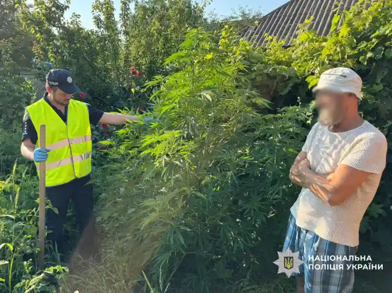 Поліцейські виявили на Прилуччині понад 100 кущів конопель, наркотики, гранату і порох